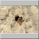 Colletes daviesanus - Seidenbiene 02 8mm.jpg